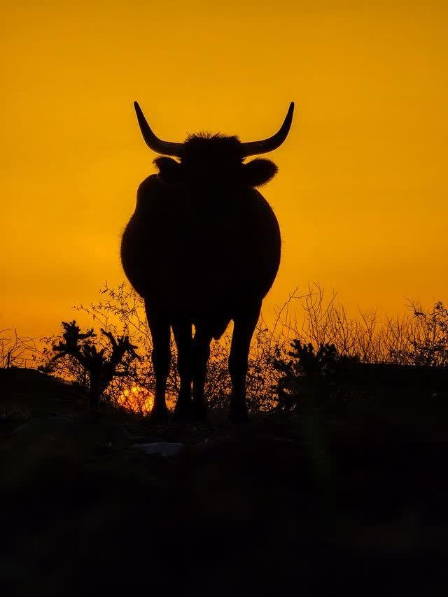A longhorn cow stands in full silhouette against a deep golden sunset sky, desert brush and cholla dark at its feet.