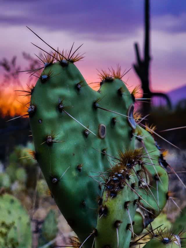 Macro of a prickly pear pad covered in long spines, glowing pink and purple dusk behind, a saguaro silhouette in the distance.