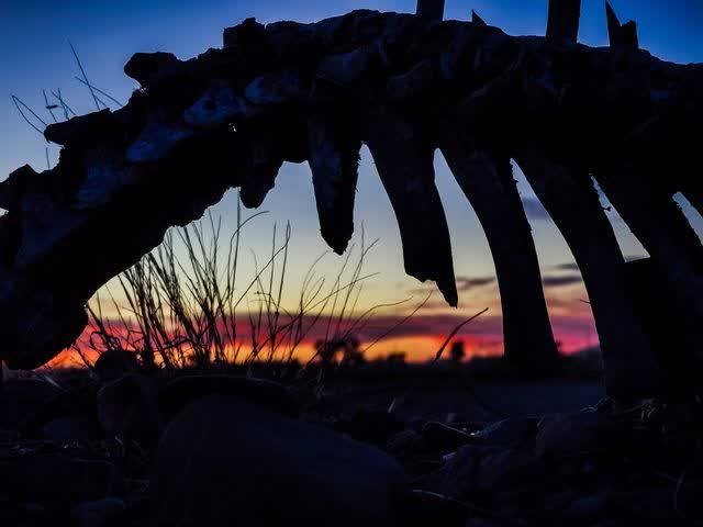 The arched ribs of an animal skeleton silhouetted against a deep orange and blue desert sunset, dry grasses below.