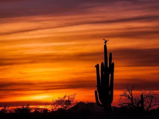 A bird with wings half-spread perches atop a tall saguaro silhouette against an intensely orange streaked sunset sky.