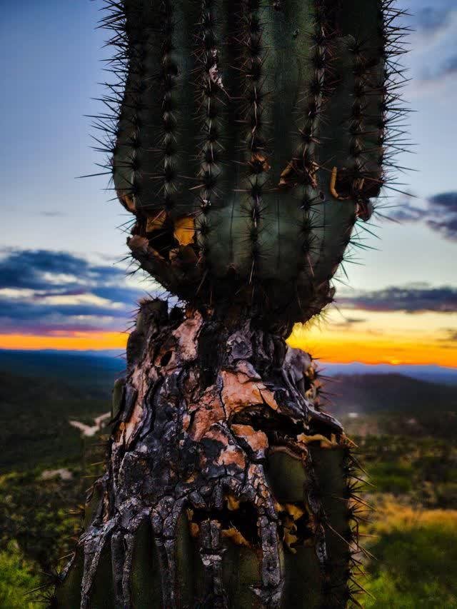 Close-up of a saguaro cactus trunk at dusk; weathered green flesh with sharp spines, a skull-like scar near the base, blurred orange sunset behind.