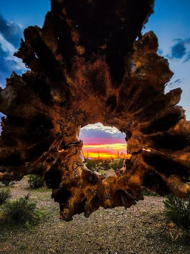 The woody skeleton of a dead saguaro forms a jagged oval window framing a vivid orange and pink desert sunset with distant cacti.