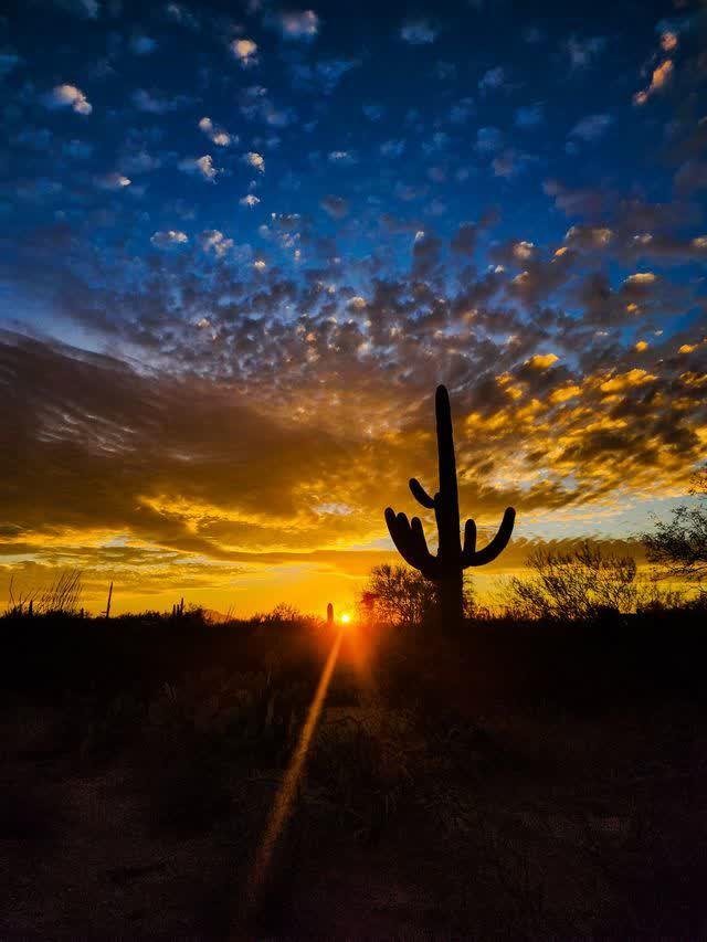 A single saguaro stands dark against a blazing sunrise, gold and amber clouds rolling across a blue sky.