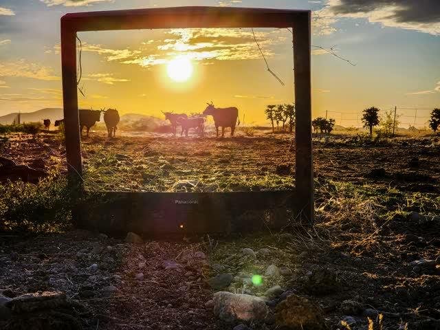 An old Panasonic CRT television standing in the desert at sunset, its empty screen framing the silhouettes of cows standing behind it against a golden sky.